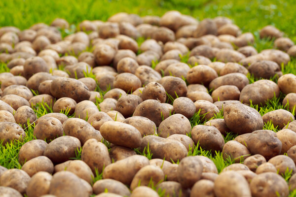 Крупный план спелого картофеля на траве
