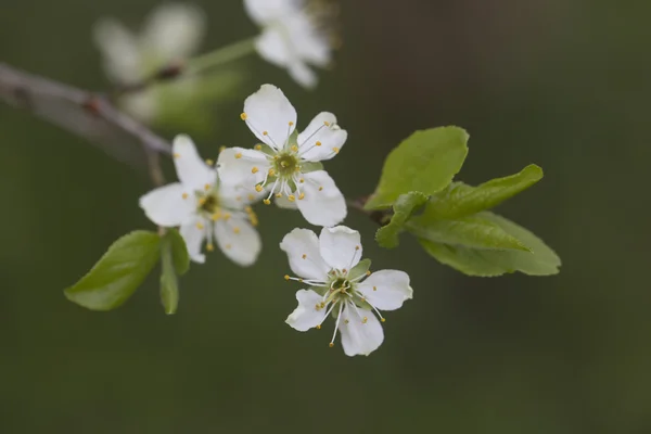 Větev bílá apple květiny s listy — Stock fotografie