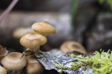 Tatlım mantar bir sonbahar ormanda büyür. Lezzetli yemeklik doğal mantar.