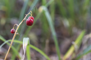 Kırmızı meyveler makro ile şube