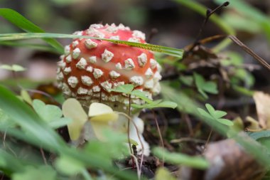 Arka plan üzerinde kırmızı mantarı makro