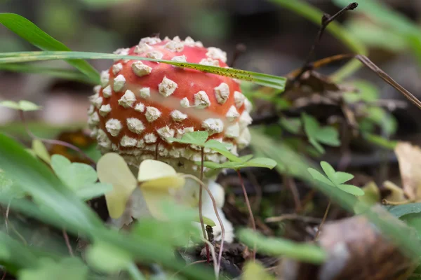 Arka plan üzerinde kırmızı mantarı makro
