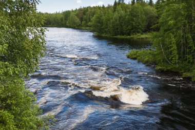 Ormandaki vahşi nehir