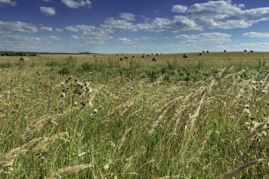 Saman balya ve tarım alanında sonbahar çimleri manzara