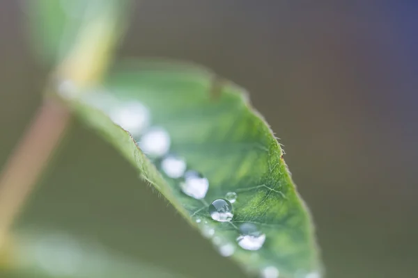 Regentropfen auf kleinem Blatt nach einem Regen — Stockfoto