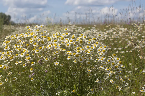 Campo de flores de margarida com grama verde e céu — Fotografia de Stock
