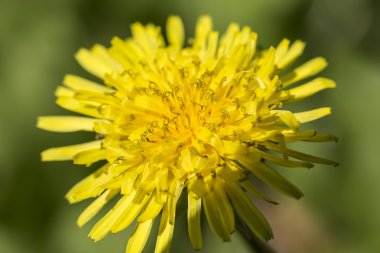 sarı karahindiba çiçek portre