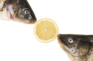 CARPs beyaz izole limon dilimi