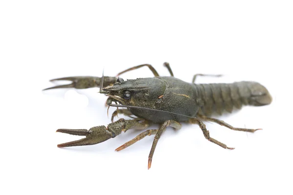 Alive crayfish on white background — Stock Photo, Image