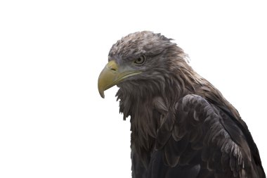 Beyaz izole bir kartal bir close-up