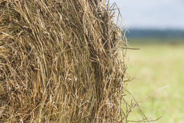 Samanlık roll alanında yakın çekim yeşil çimenlerin üzerinde