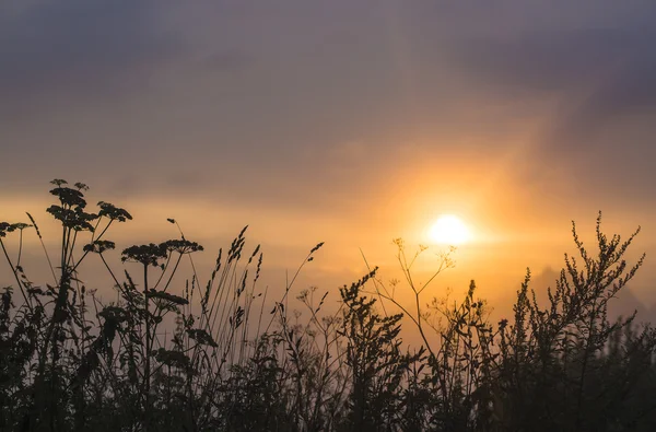 Wildes Gras Silhouette gegen goldene Stunde Himmel bei Sonnenuntergang — Stockfoto