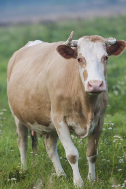 Kahverengi inek yeşil sisli alanında otlatma