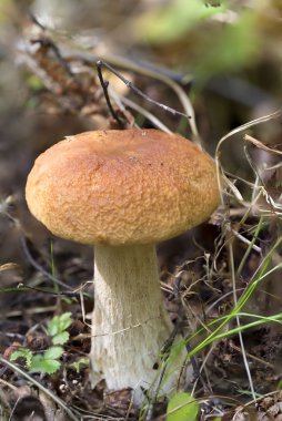 Boletus mantarı ormanda yakın çekim