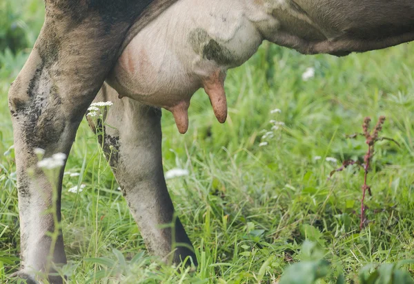 Close up stock image of cows udder — Stock Photo, Image