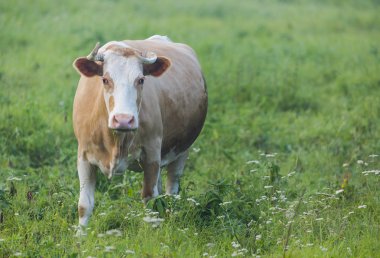 Kahverengi inek yeşil alanına otlatma