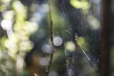 Güzel bulanık arka plan ve doğal ışık ile ormandaki spiderweb