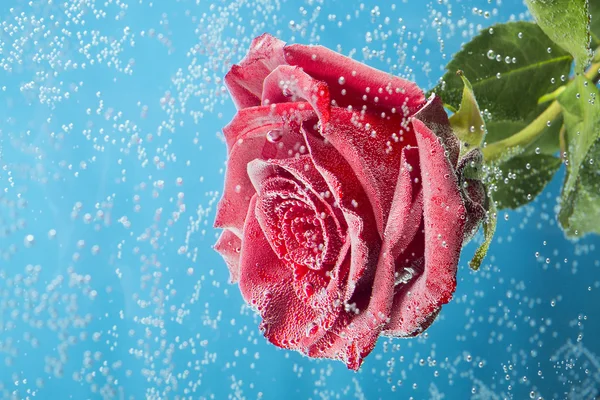 Удивительный макроснимок красной розы в воде с пузырьками на синем фоне — стоковое фото