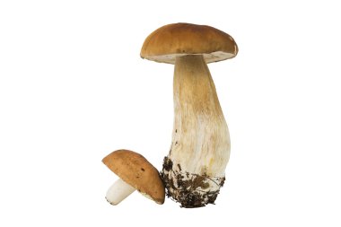 çörek edilus porcino beyaz izole russula mantar ile