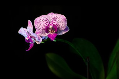 siyah arka plan üzerine izole orkide