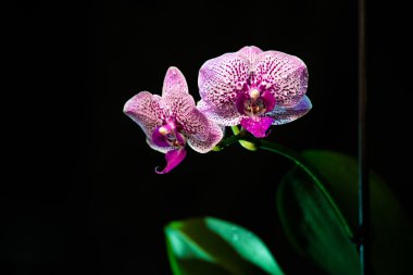 siyah arka plan üzerine izole orkide