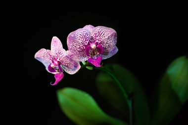 siyah arka plan üzerine izole orkide