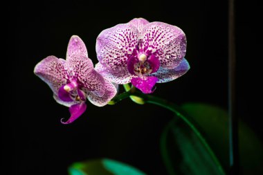 siyah arka plan üzerine izole orkide