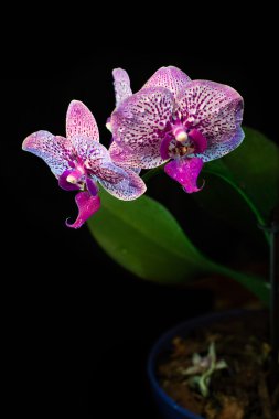 siyah arka plan üzerine izole orkide