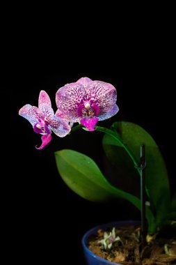 siyah arka plan üzerine izole orkide