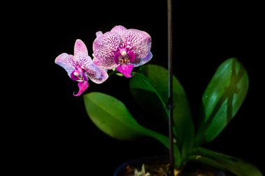 siyah arka plan üzerine izole orkide