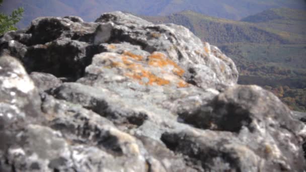 Bosque de montaña en primer plano una piedra — Vídeos de Stock