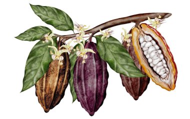 Yaprakları ve çiçekleri olan bir dalda kakao çekirdeği. Botanik klip sanatı. Çikolata, kakao ve kozmetik ürünleri için mükemmel. Gerçekçi çizim