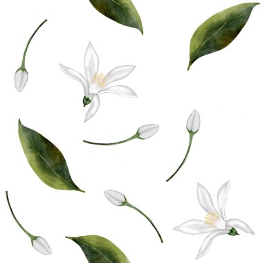 Yeşil yapraklı beyaz çiçekler: pürüzsüz bir suluboya deseni. Tomurcuklu ve yapraklı limon ya da yasemin çiçeği. Kumaş, çarşaf ve ambalaj için uygun. Yüksek kalite