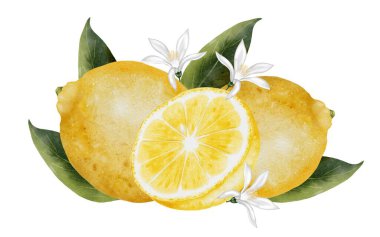 Çiçekli ve yapraklı limonun suluboya kompozisyonu. Elle çizilmiş tropik ekşi meyve. Sulu sarı limonun kesme sanatı. İzole edilmiş beyaz arka planda citrus. Logo ve doğal ambalaj için ideal.