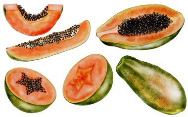 Papaya suluboya seti. Beyaz arka planda elle çizilmiş tropikal tatlı papaya dilimleri. Logo, kozmetik ve ürün ambalajı için ideal. Yüksek kaliteli illüstrasyon