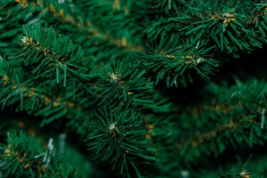 Noel ağacı dallarının dokusu makroyu yakınlaştırır