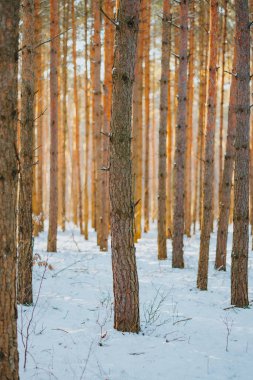 Karlı kış soğuk ormanı. Güneş ışınları ağaç dallarını delip geçer.