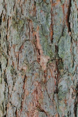 Çam kabuğu makroyu kapat