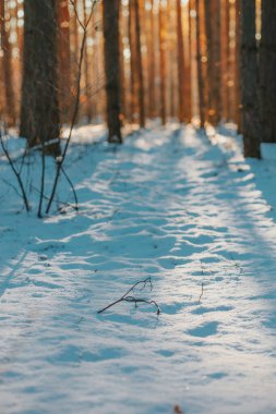 Kışın soğuk, güneşli bir ormanda kar.