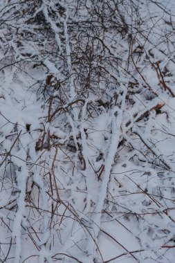 Karla kaplı dallar ormandaki karın üzerinde uzanır.