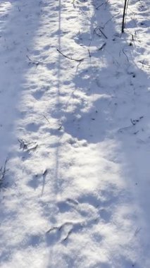 Kış ormanı kar, huzur ve sükunetle hışırdıyor.