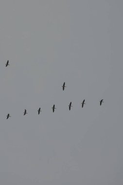 Gökyüzünde uçan kuşlar izole edilmiş arka planda