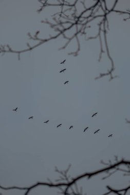 Gökyüzünde uçan kuşlar izole edilmiş arka planda