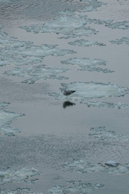 Donmuş bir buz nehrindeki yaban kuşları soğuk bir tonda