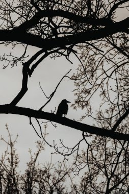 Kuşlar ağaç dallarında oturuyorlar. Siyah elektrik hatları
