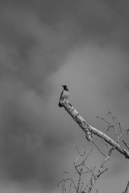 Kuşlar ağaç dallarında oturuyorlar. Siyah elektrik hatları