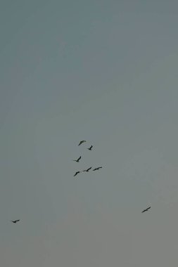 Gökyüzünde uçan kuşlar izole edilmiş arka planda