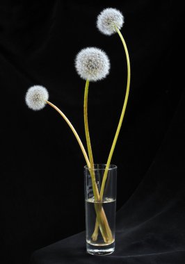 Bardakta karahindiba