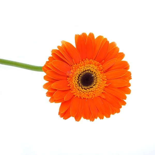 Gerbera laranja sobre um fundo branco — Fotografia de Stock