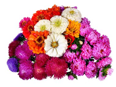 Beyaz bir arka plan üzerinde renkli Aster demet